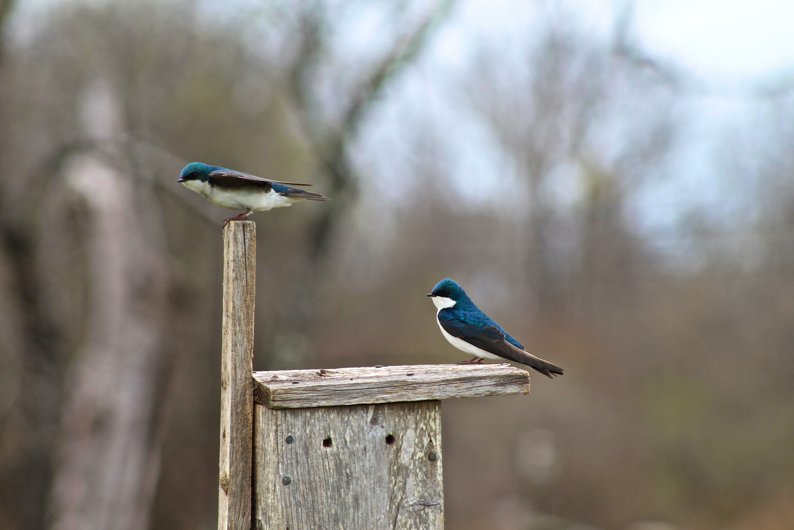 Nest Box Program - Norman Bird Sanctuary